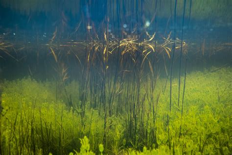 Study Shows Some Aquatic Plants Depend On The Landscape For Photosynthesis