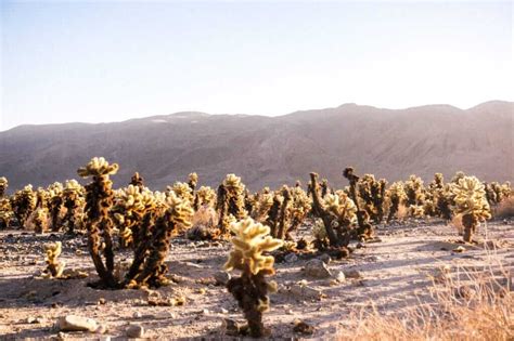 The seed takes about 9.3 hours to grow and once fully grown, it can be harvested for cactus spines. 10 Incredible Things You Must See In Joshua Tree National Park