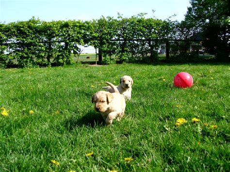 Hi, i am labbeduddel and i create wallpapers mint. Labradoodle, Doodle, Goldendoodle, Allergie, für ...