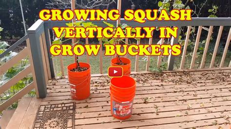 Growing Squash Vertically In Grow Buckets Youtube