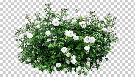 Rose shrub pink, red rose bush, flower arranging, artificial flower png. Shrub Flower Rose Tree PNG, Clipart, Annual Plant ...
