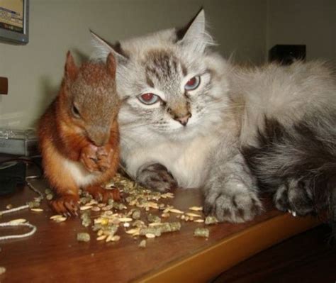 Cat And Squirrel Best Friends Kitty Bloger