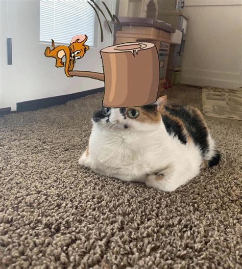 The Only Thing I Could Think Of When I Saw The Panorama Cat Rmemes
