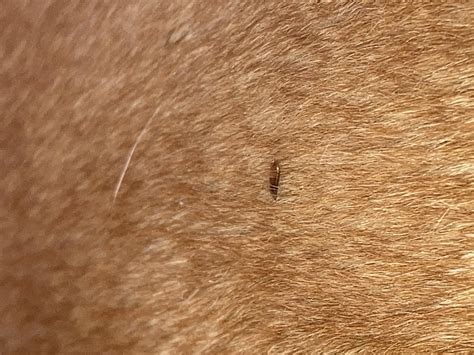 Found This Bug On My Dog Is It Lice Anyone Know How To Treat It R