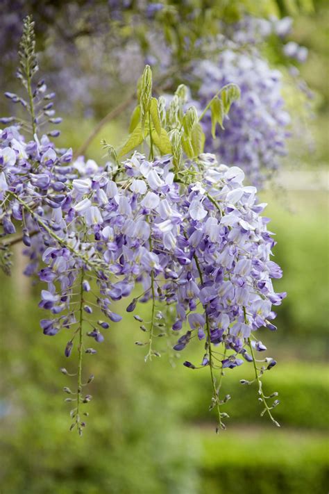 Fire effects information system, online. Wisteria: How to Make It Flower - Gardenista