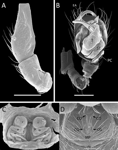 SEM micrographs of Epiceraticelus fluvialis: A, Retrolateral view of ...