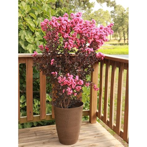Black Diamond Pink Flowering Shell Pink Crape Myrtle In Pot With Soil