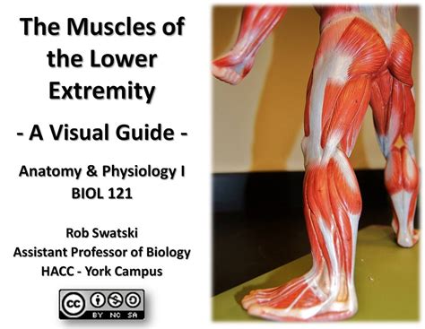 Title Page Muscles Of The Lower Extremity Anatomy Visual Flickr