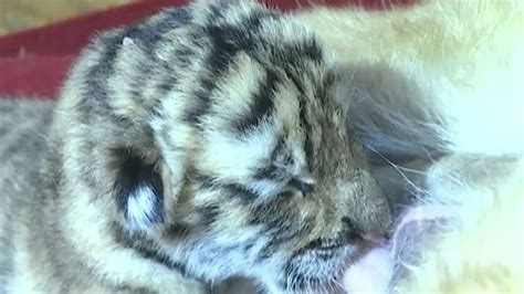 Siberian Tiger Gives Birth To Four Cubs In Ne China Park Youtube