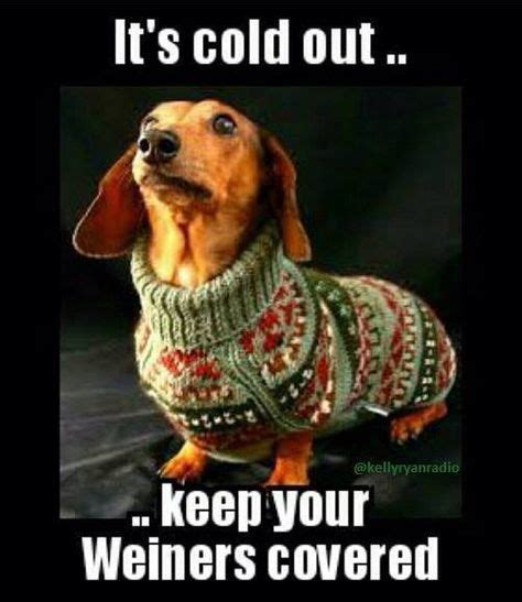Its Cold Out Keep Your Weiners Covered Funny Dachshund Funny