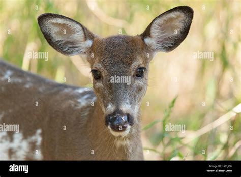 Piebald Deer Hi Res Stock Photography And Images Alamy
