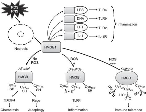 The Role Of Oxidative Stress During Inflammatory Processes