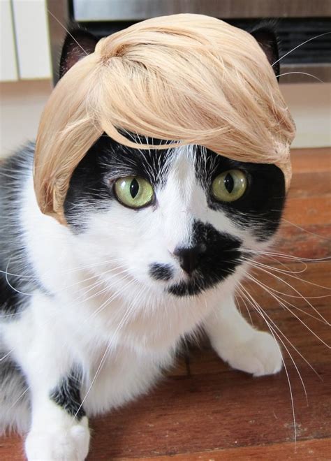 Do Blondes Have More Fun Or Just Cats In Blonde Wigs Cats Funny