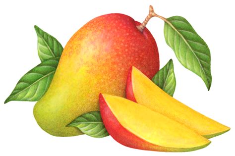 Pin on Tropical Fruit Illustration Kids, learn how to draw the mango by following the steps below.