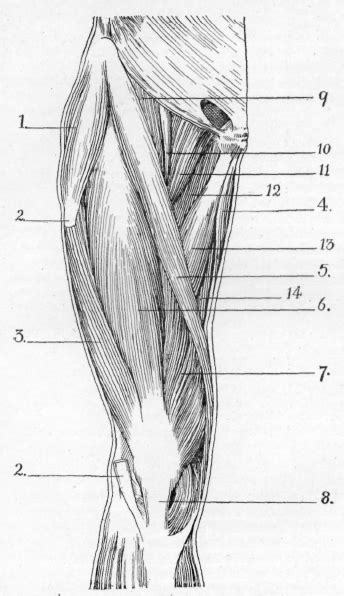 Once link appears in browser window, then click return. Ligaments Of The Lower Limb