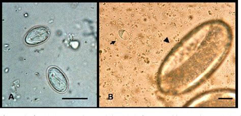 Cryptosporidium infections have been reported in humans and in a variety of farm, pet and native animals. Figure 2 from Natural infection by Cryptosporidium sp., Giardia sp. and Eimeria leuckarti in ...