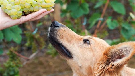 Can Dogs Eat Grapesraisins Breedtips