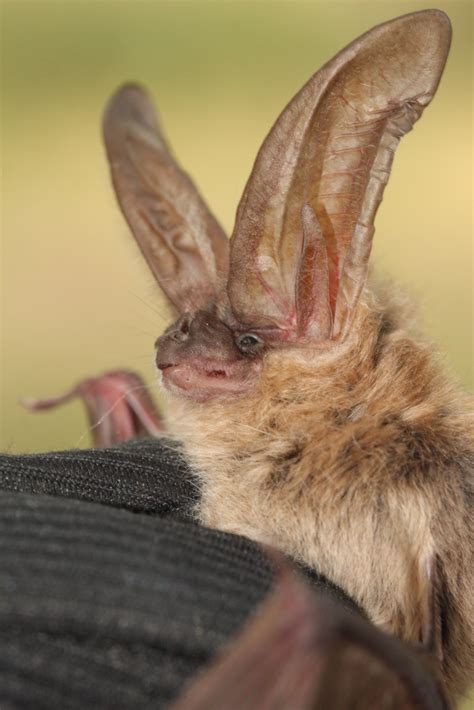 Townsends Big Eared Bat Utah Mammals · Inaturalist