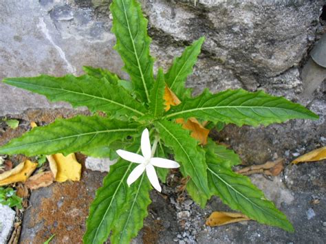Mungkin yang kita ketahui hanya terbatas pada bijinya (kwaci) yang renyah ketika dimakan. Blog keren - wadah untuk berbagi :): Obat mata alami ...