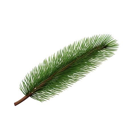Christmas Fir Tree Branch Design Element Isolated On White Pine