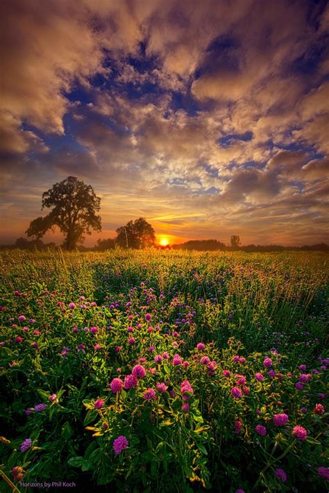 Summer Field Sunset Marvelous Nature