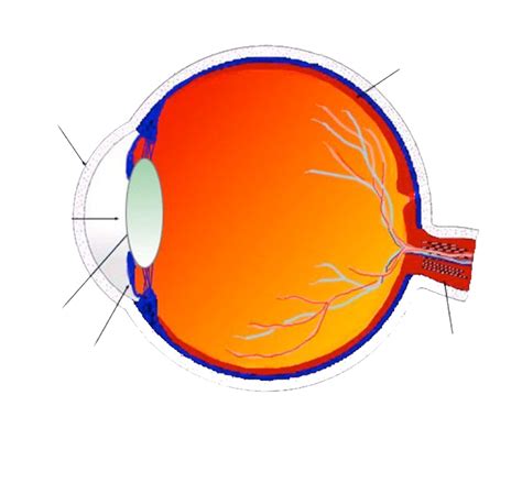 The Human Eye Diagram Quizlet