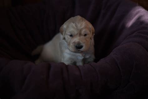 Home of top winning performance golden retrievers worldwide. Golden Retriever Puppies For Sale | Barnstead, NH #265448