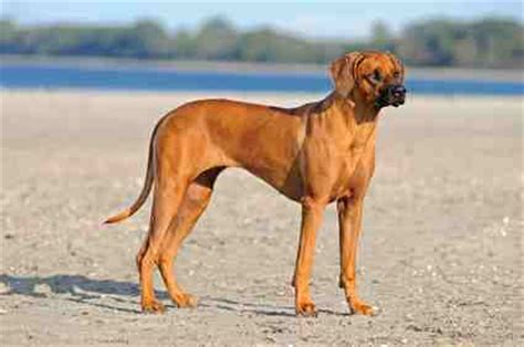 Deleuwenjagt rhodesian ridgebacks, port elizabeth, eastern cape. Rhodesian Ridgeback