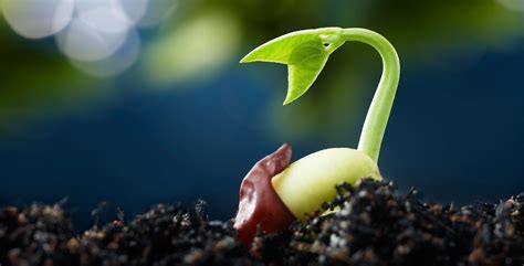 Plants Germination Lets Talk Science