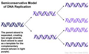 Answered: DNA replication is semiconservative… | bartleby
