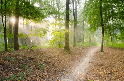 1000 Interesting Forest Path Photos · Pexels · Free Stock Photos