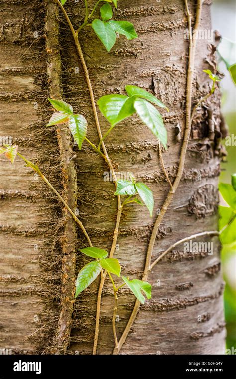 Poison Ivy Vine Climbing Up A Tree Trunk Stock Photo Alamy