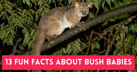 13 Fun Facts About Bush Babies