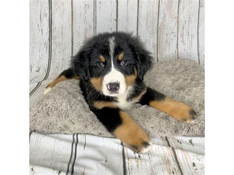 Bernese Mountain Dog-DOG-Male-Tri-Colored-3220931-Petland Carmel, IN