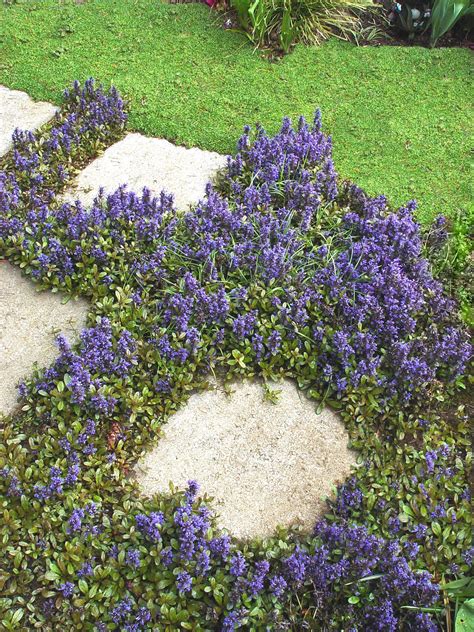 28 Top Plant Choices To Include In Your First Garden Ground Cover