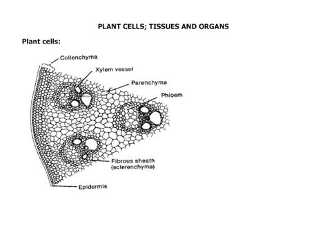 Pdf Plant Tissues And Organs An Najah Staff Tissues And Organs