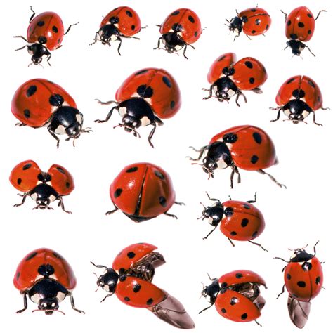 Ladybug Png Transparent Images Pictures Photos Png Arts