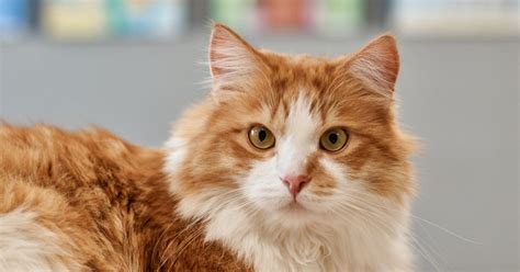 And here are our white cat name ideas that will help you name your adorable white kitten. 100 Orange and White Cat Names for Your Sweet New Tabby ...