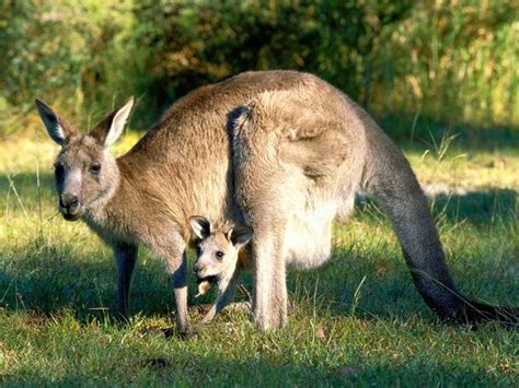 Kangaroos travel together in a mob that ranges from 10 to over 100 kangaroos. Kangaroo Facts