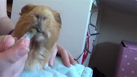 I can hear him try to swallow. My Guinea Pig Has Crusty Lips | Lipstutorial.org