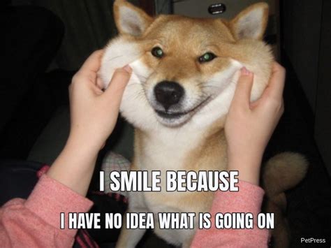 15 Funny Smiling Dog Memes Page 3 Of 4 Petpress