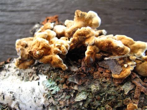 Fungus On Birch Bark