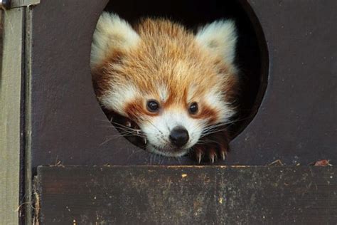 Adorable Baby Red Pandas Reveal Themselves For The First Time Red
