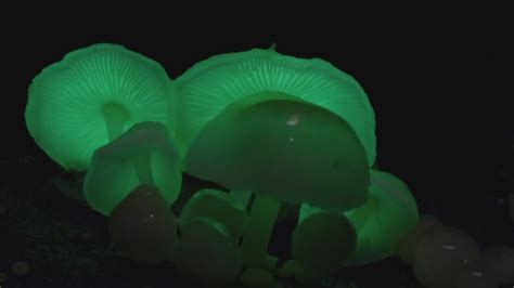 Glow In The Dark Mushrooms Are A Blacklight Poster Come To Life