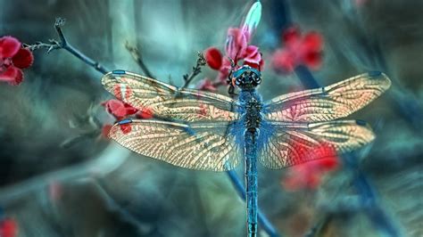 Dragonfly Wallpapers Top Free Dragonfly Backgrounds Wallpaperaccess