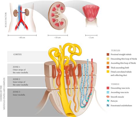 Infographic The Origins Of Urinary Stone Disease Upstream Mineral