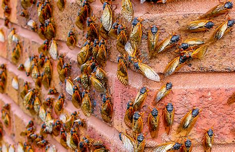 Cicada swarm — automatized 03:31. After Spending 17 Years Underground Billions of Cicadas ...