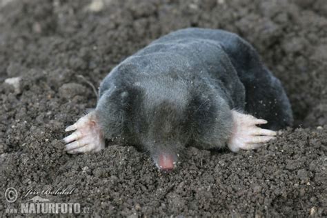 Der europäische maulwurf (talpa europaea) gehört zur gattung eurasische maulwürfe und zur familie der maulwürfe. Talpa europaea Pictures, European Mole Images, Nature ...