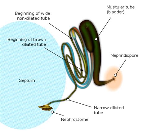 Difference Between Nephridia And Malpighian Tubules Compare The