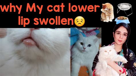 Why My Cat Lower Lip Swollenfeline Chin Acne Reason And Treatment Cat